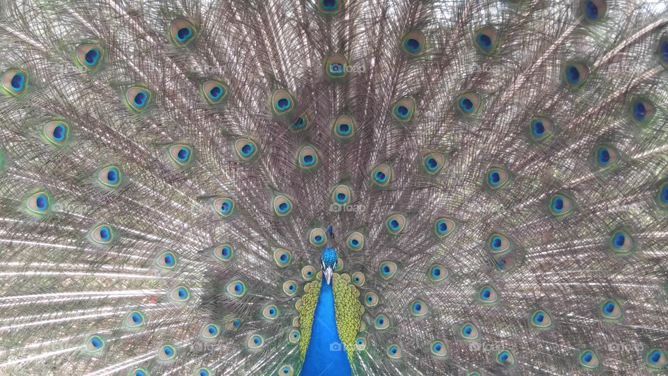 Peacock Facing Forward