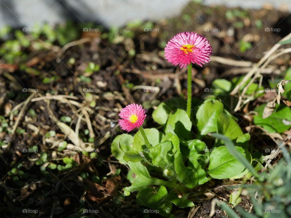 Bellis perennis (Daisy)