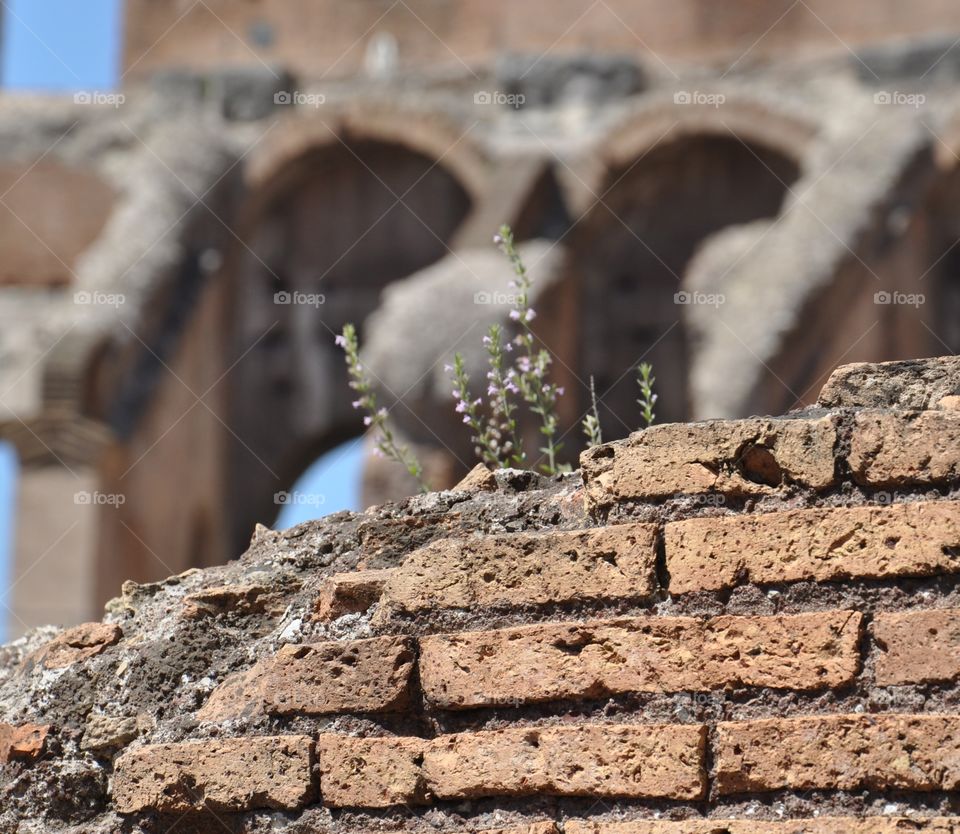 Plant in bricks 