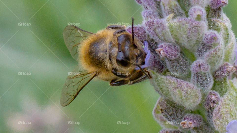 Abeja comiendo