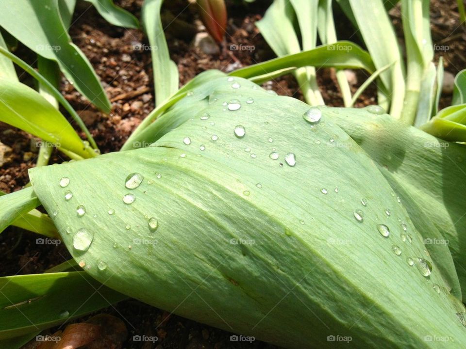 Leaf Dew
