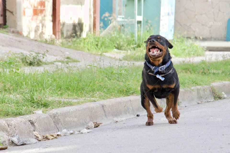 Rottweiler Training