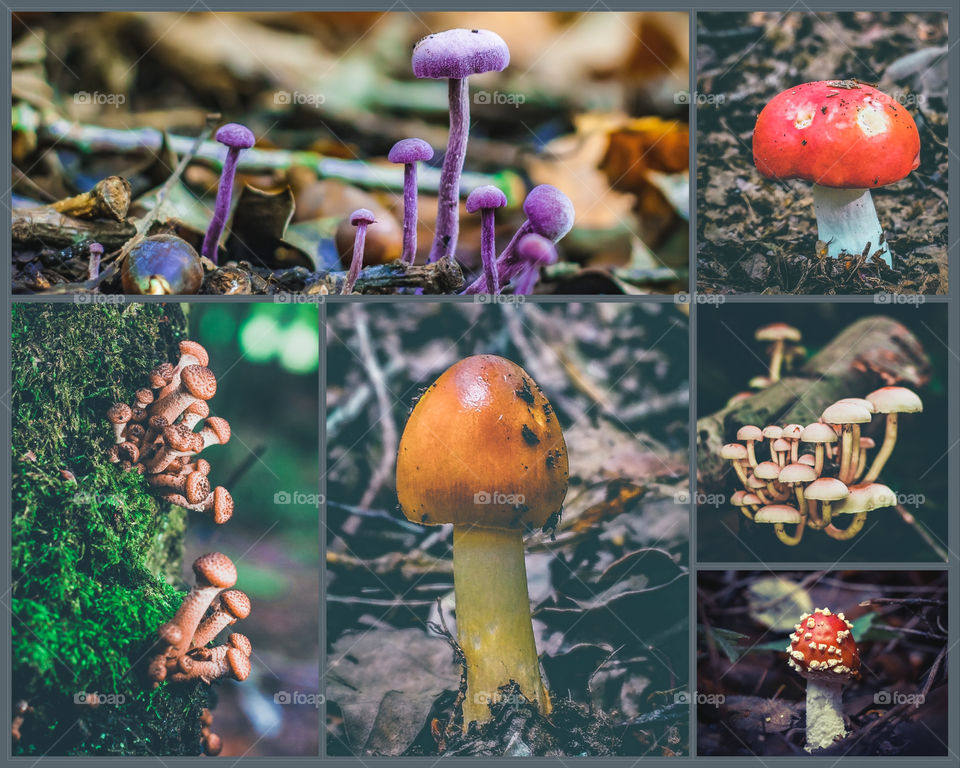 Montage of a variety of woodland mushrooms, grey boarder. All images available individually in Foap market or available upon request