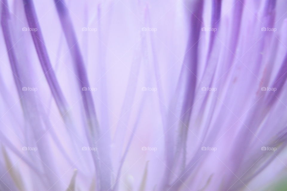 purple from the inside