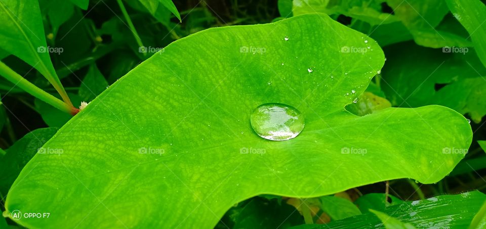 Water In Leafe