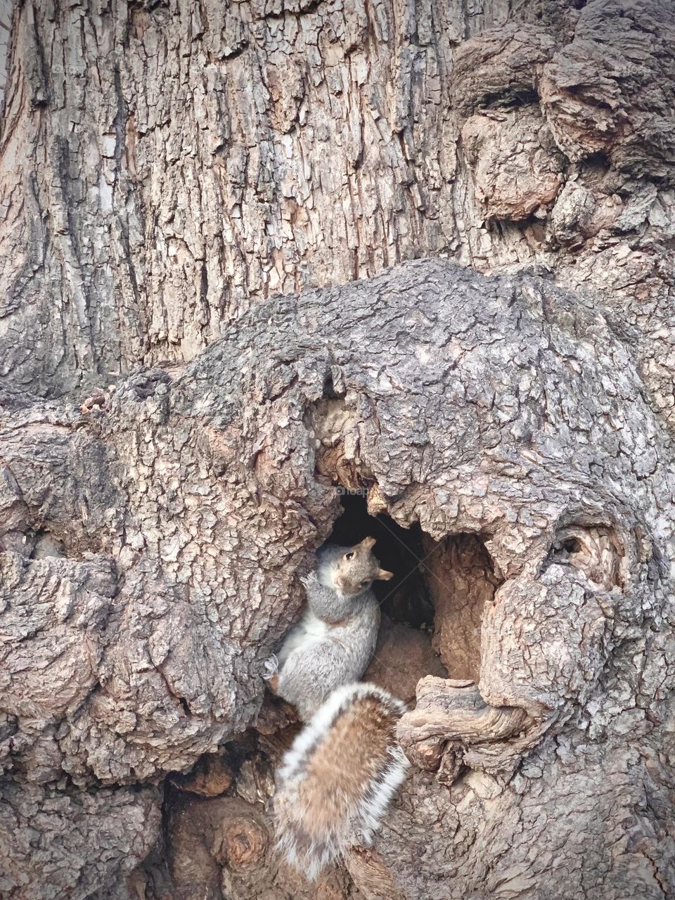 Squirrel looking from the hole of the tree, Central Park New York. 