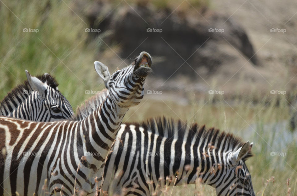 grass forest zebra safari by katago