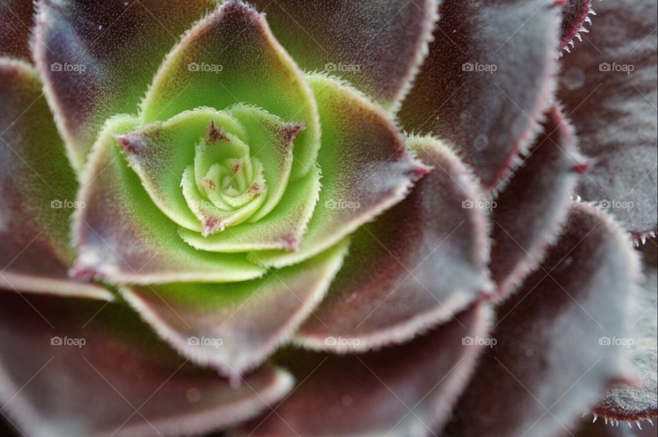 Succulent cactus
