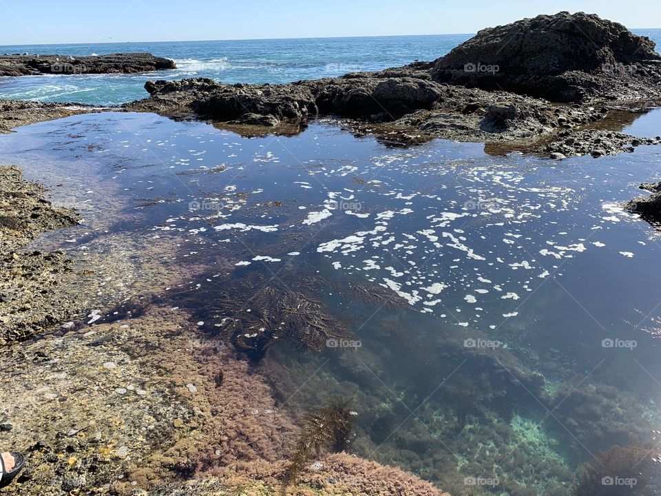 A tide pool of seaweed and small sea life when the tide is higher on a sunny day.