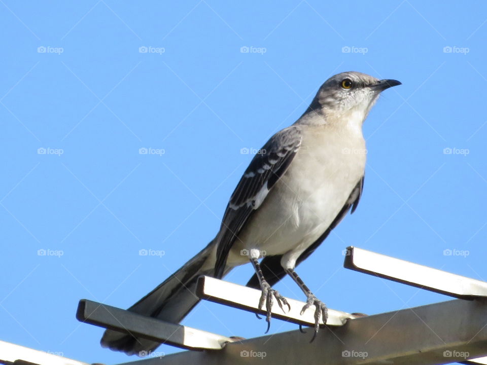 To Photograph a Mockingbird 