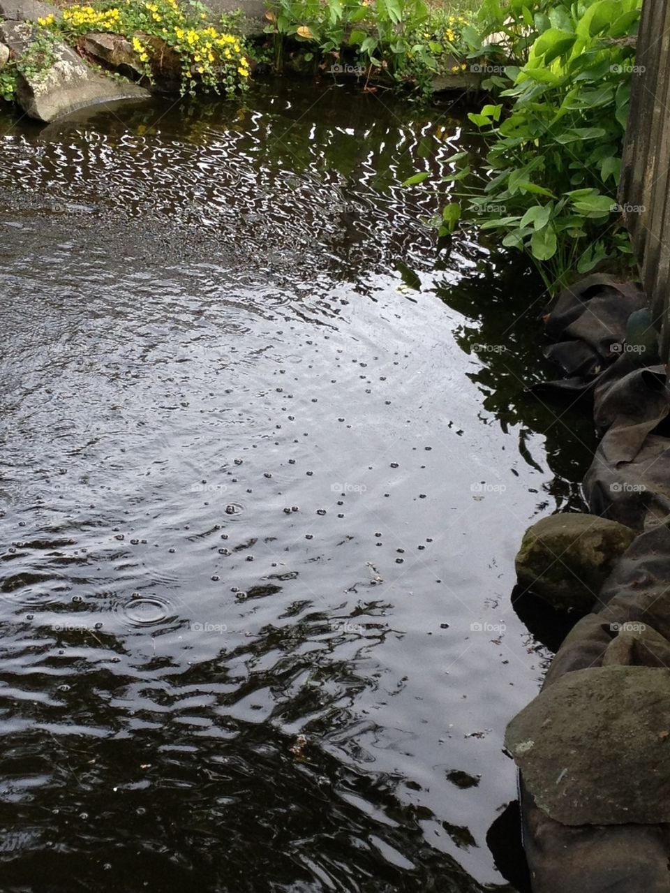 Fish Pond Backyard Koi