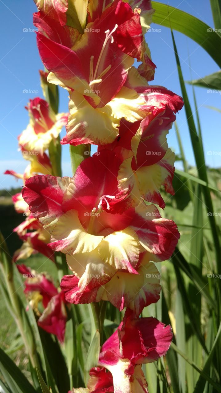 gladiolus