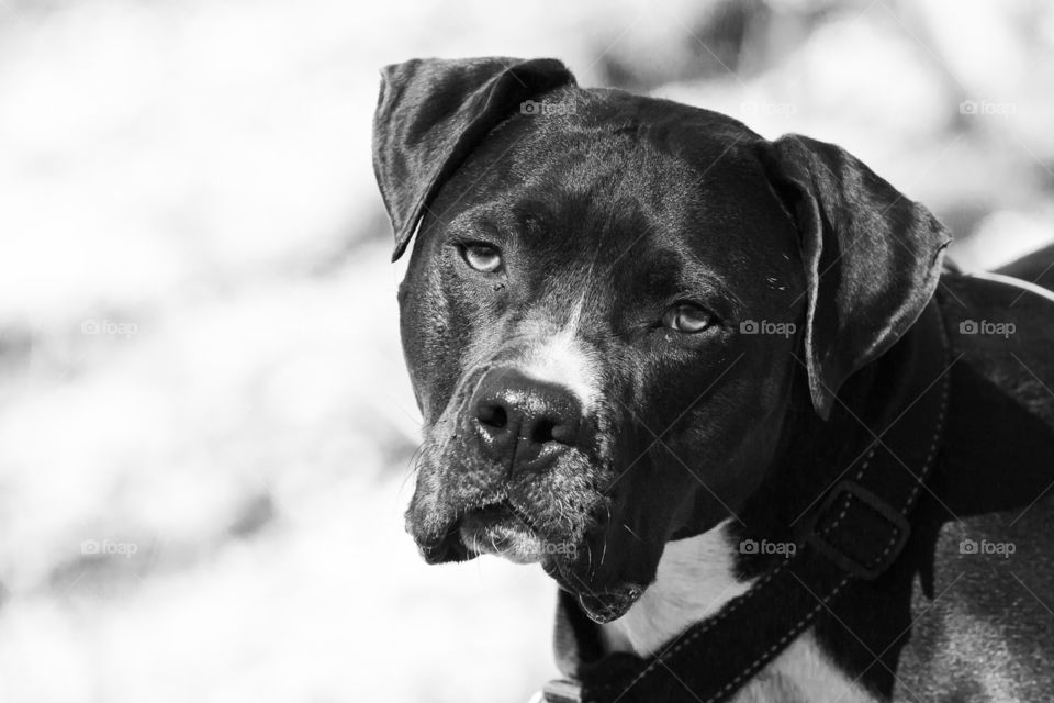 Portrait of a beautiful dog, black and white 
