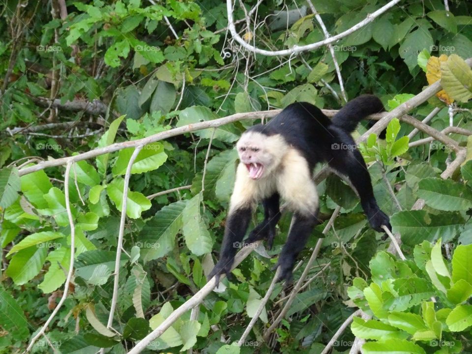 Monkeys in Panama