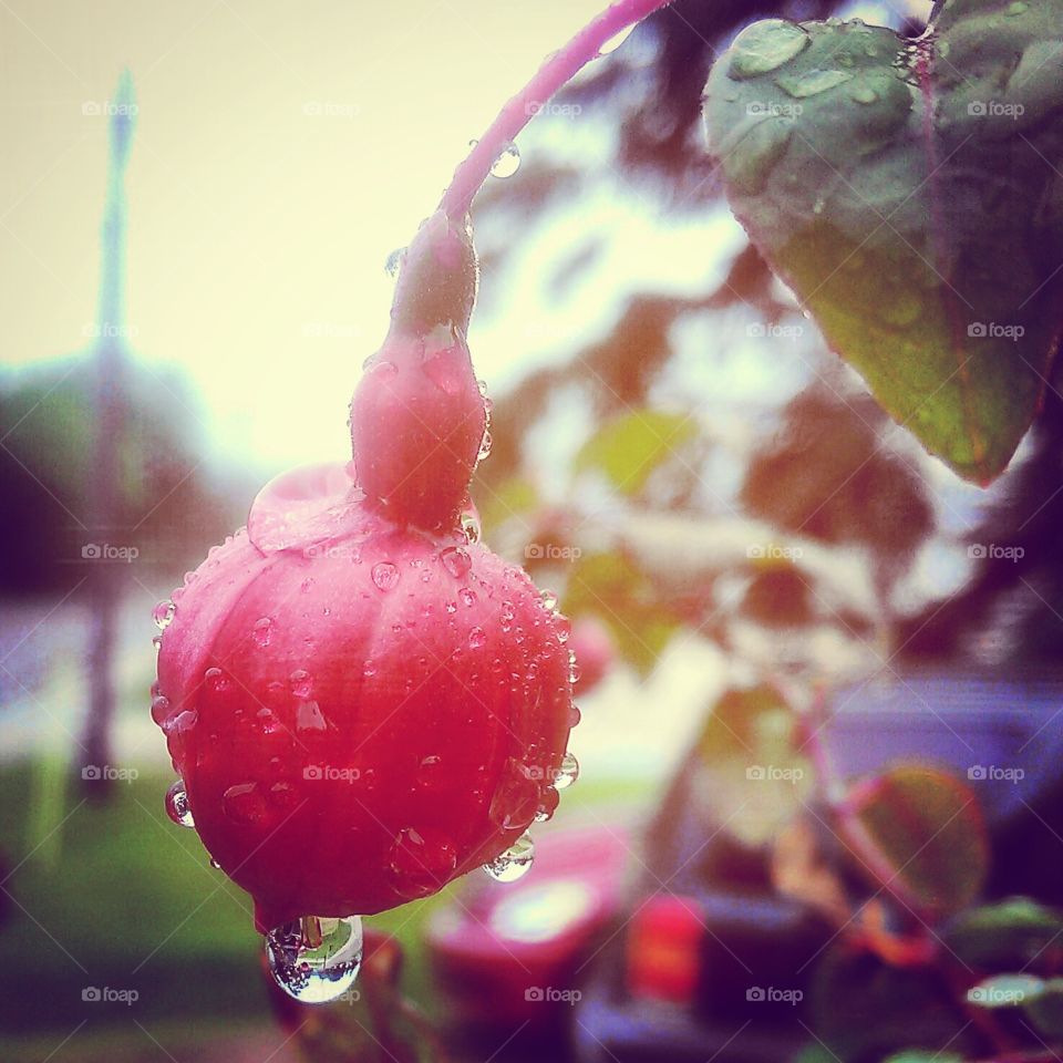 Morning dew fuchsia. my fuchsia after the rain
