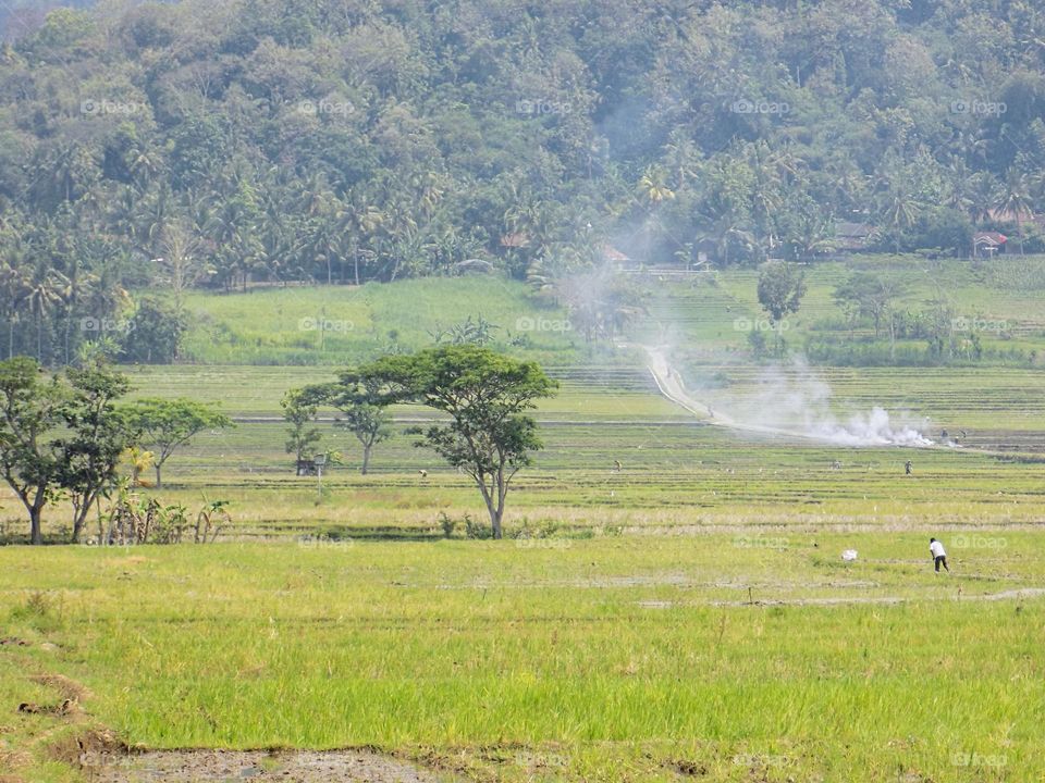 The natural scenery in Nanggulan Kulon Progo Yogyakarta in the morning, it looks like there are some farmers from a distance working on the rice field area.