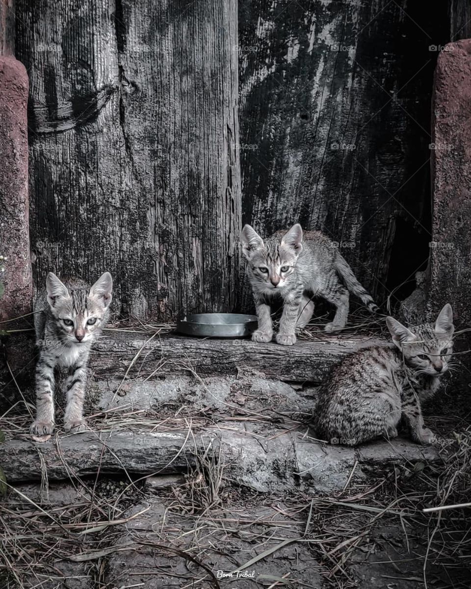 The smallest feline is a masterpiece.