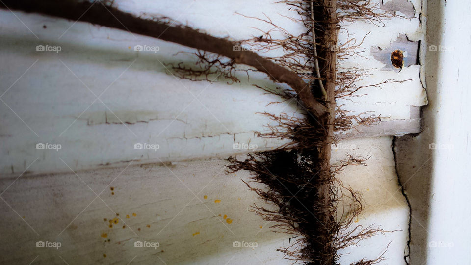 Nature Reclamation. A close up of nature taking back the old abandoned home, one tendril at a time.