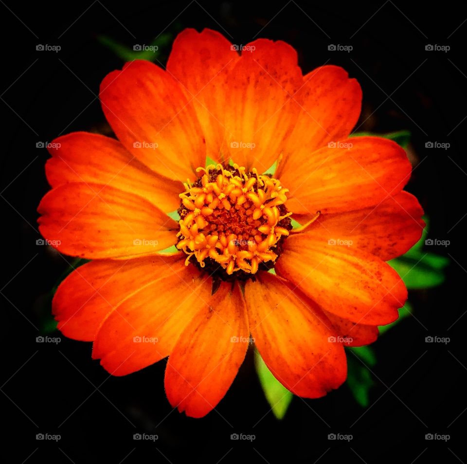 Beautiful orange flower—taken in Grand Rapids, Michigan 