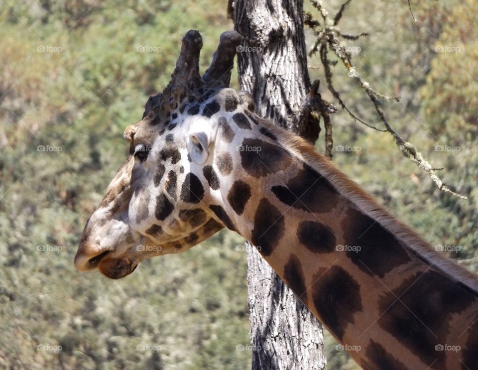 Giraffe 