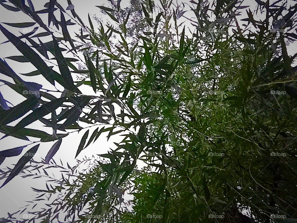 Up Through The Willow