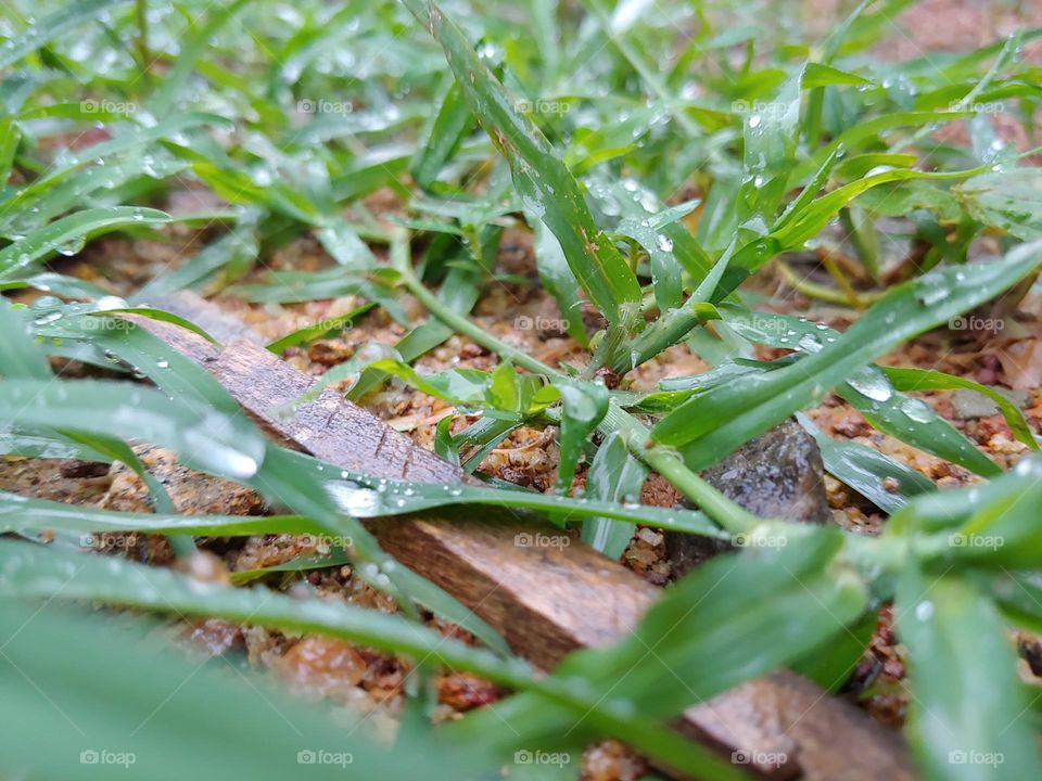 Rainy evening at a grass field