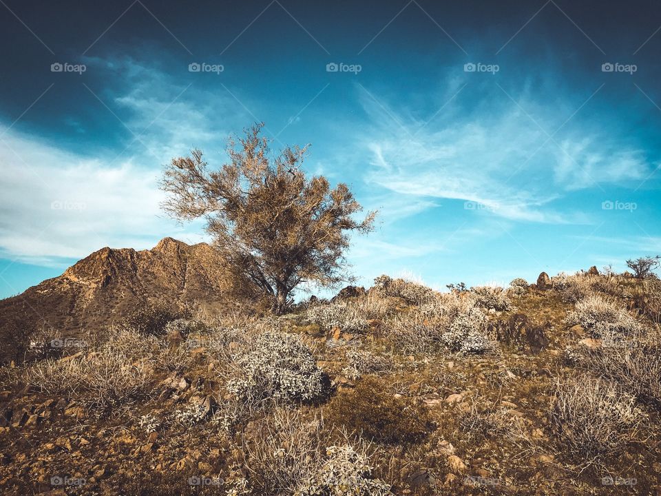 Desert trail AZ