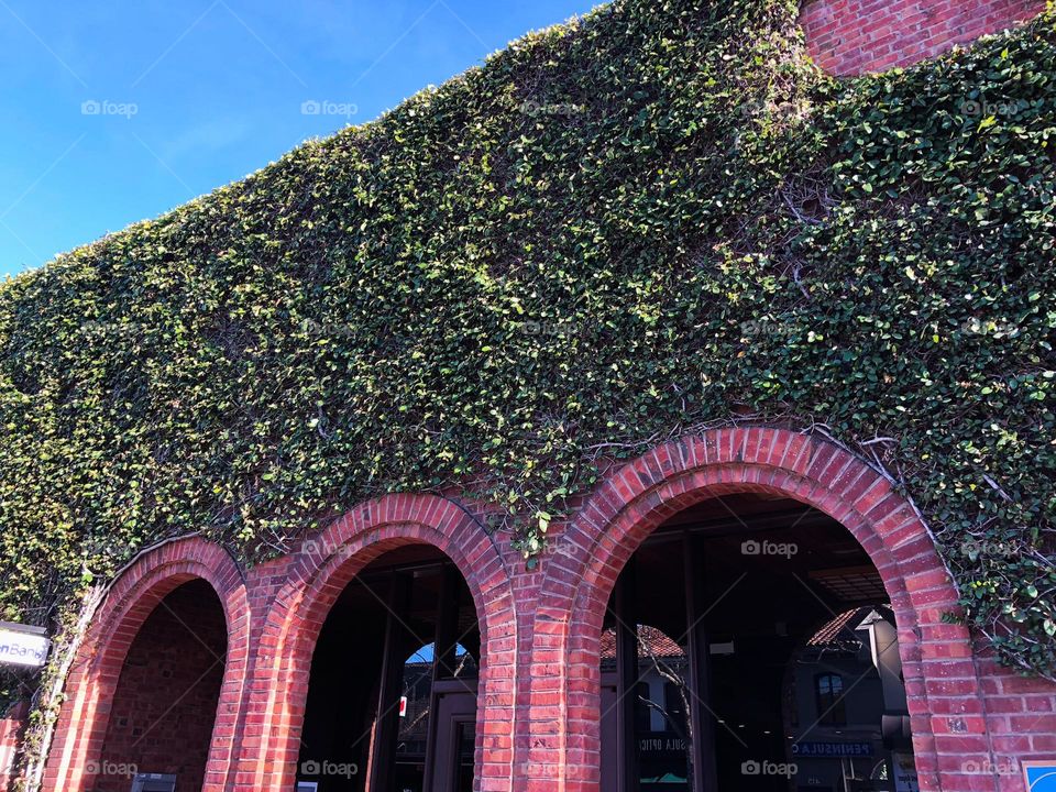 Creeper facade on a brick building.