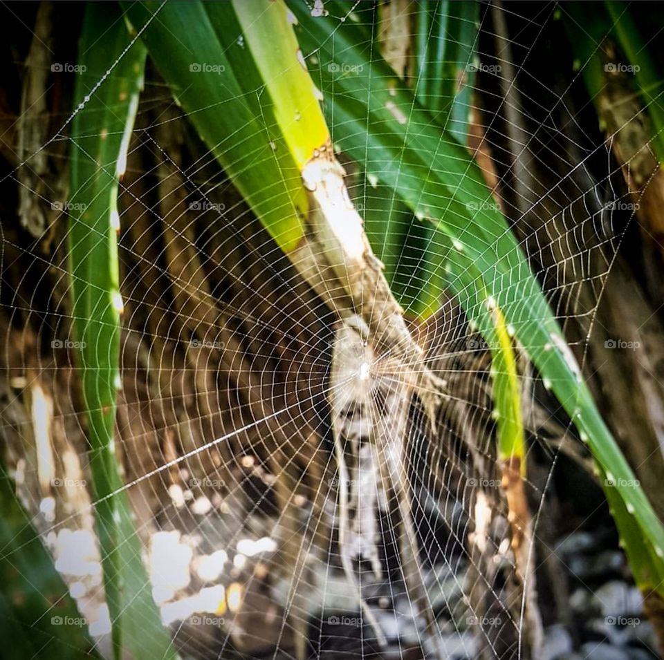 Spider Web Shows The Hard Work Done By Spiders To Build Up Their Own House To Live ! 