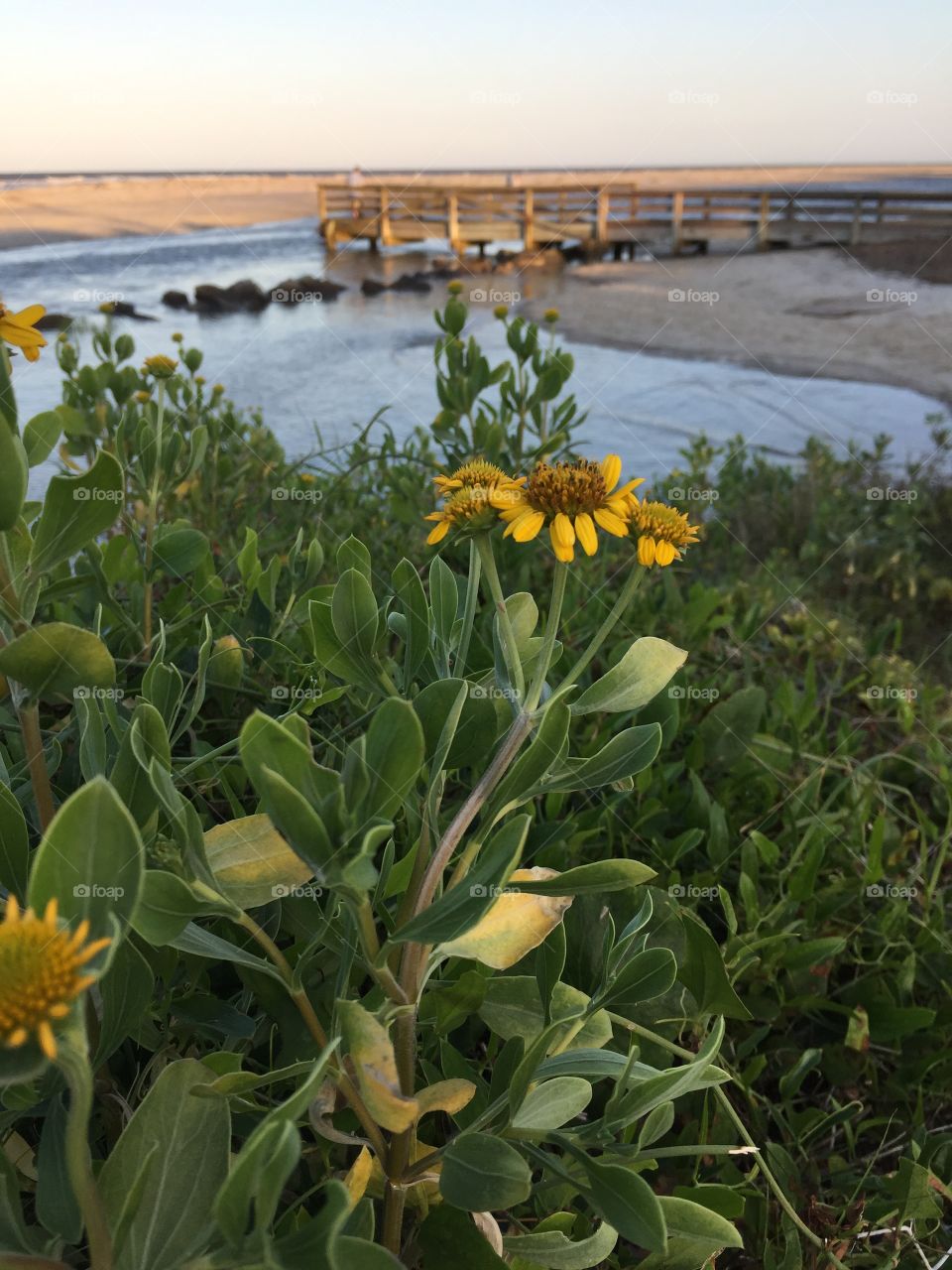 Yellow daisy flowers at lake side