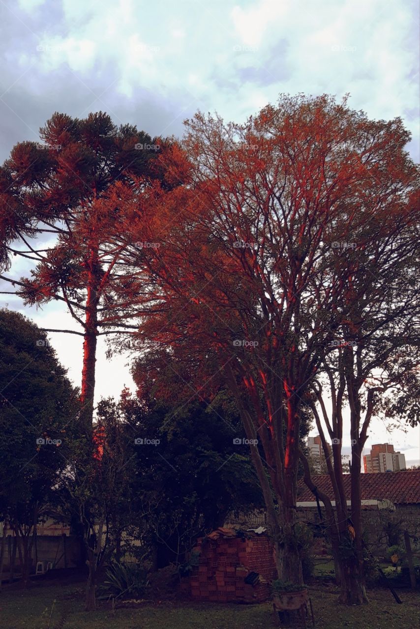 trees in red