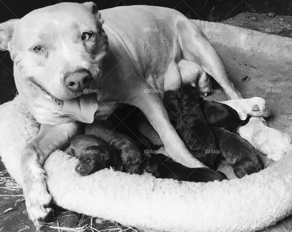 Our happy Pitt bull mamma, Dixie, and her Pitt/Lab puppies.