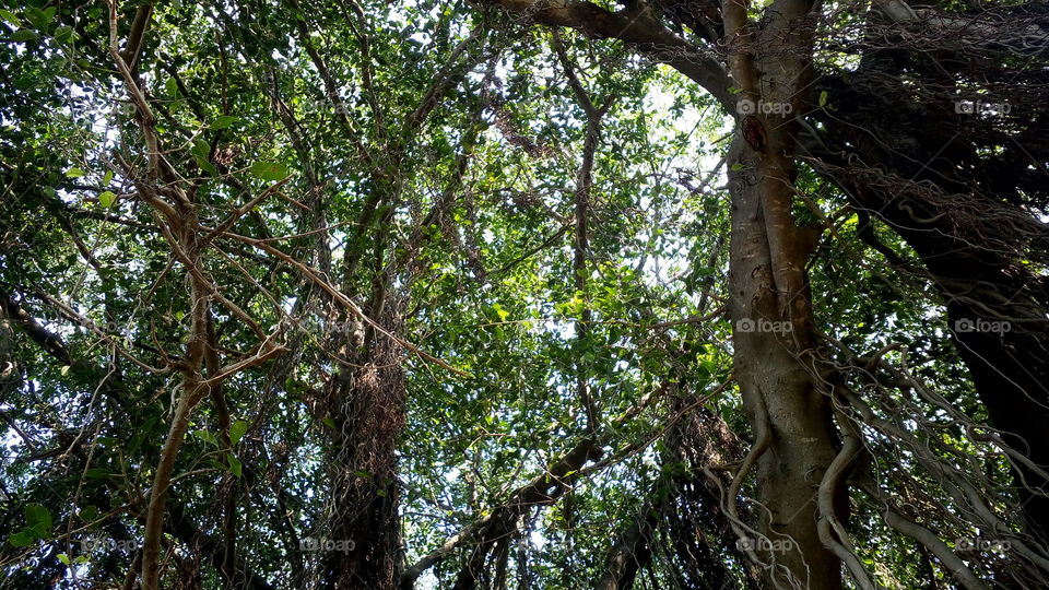 the most beautiful tree and sun light