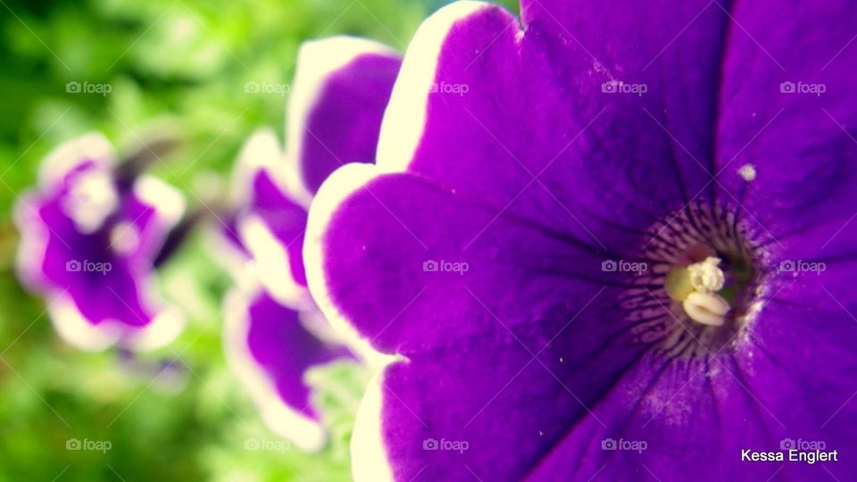 Purple Petunias