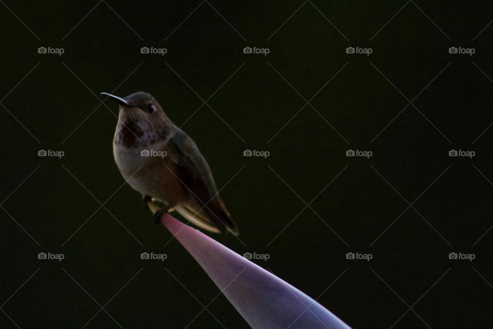 Getty hummingbird