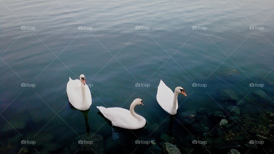 River swans