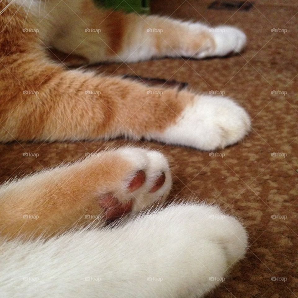 Some paws 