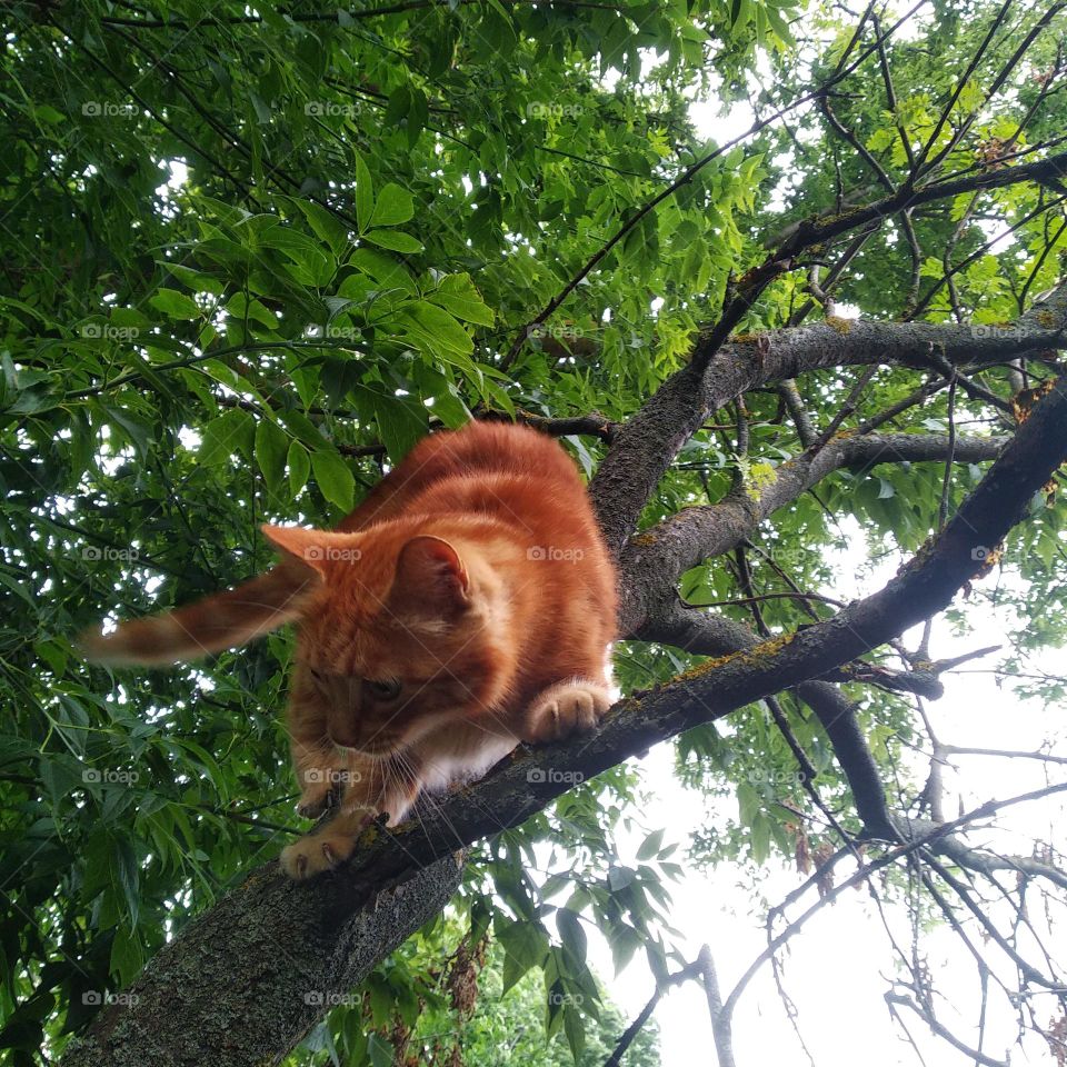 Red cat in a tall tree.