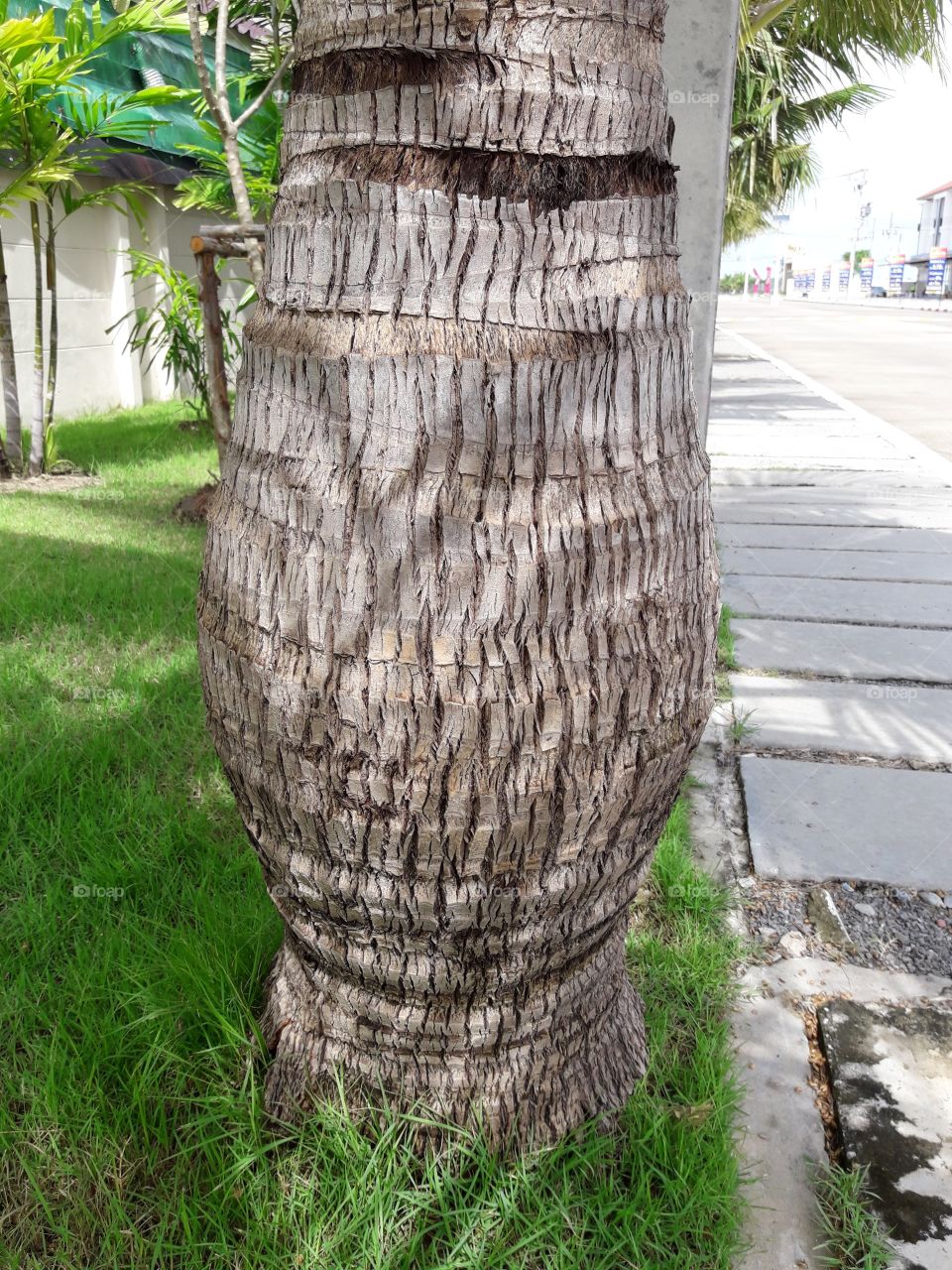 coconut tree in garden