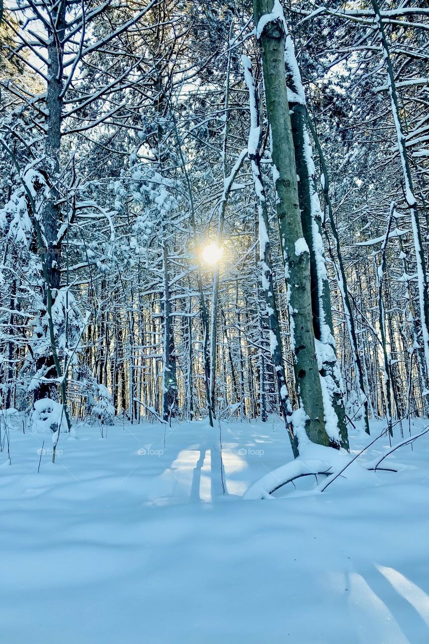 A winter forest walk as the sun rises.