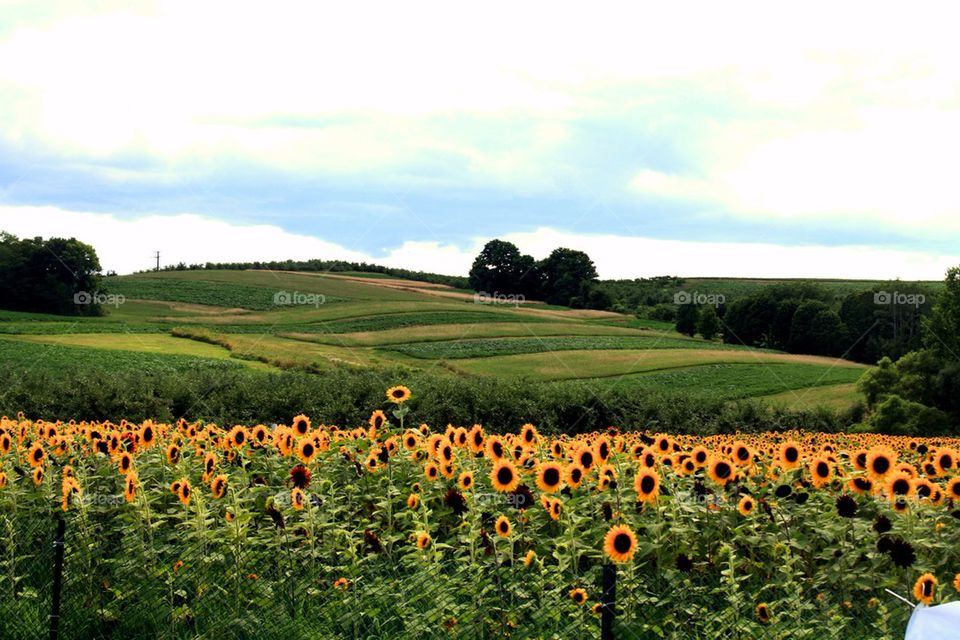 Sunflower Maze