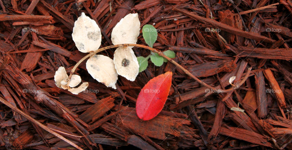 Fall Plants in Red Mulch