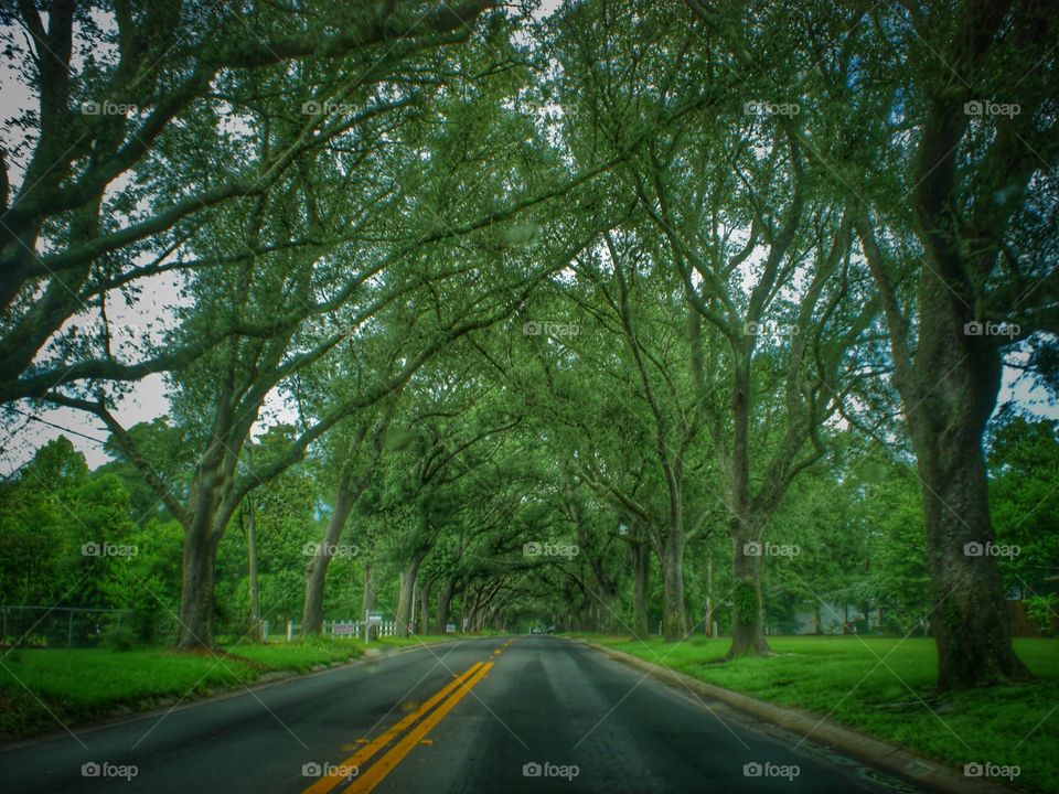 Empty road along with trees