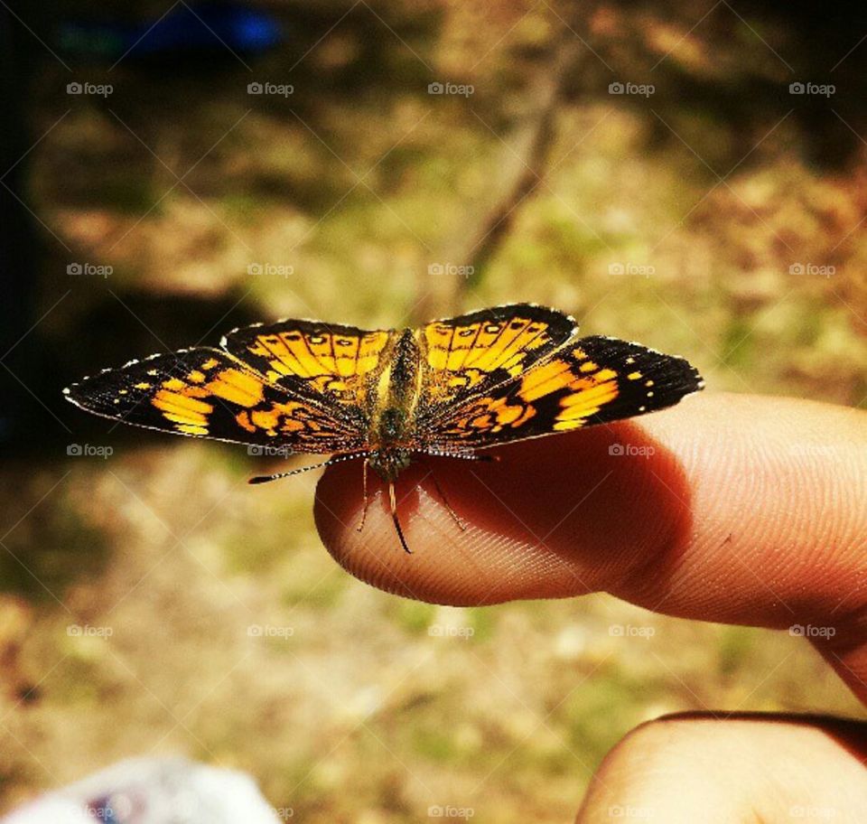 Gorgeous butterfly