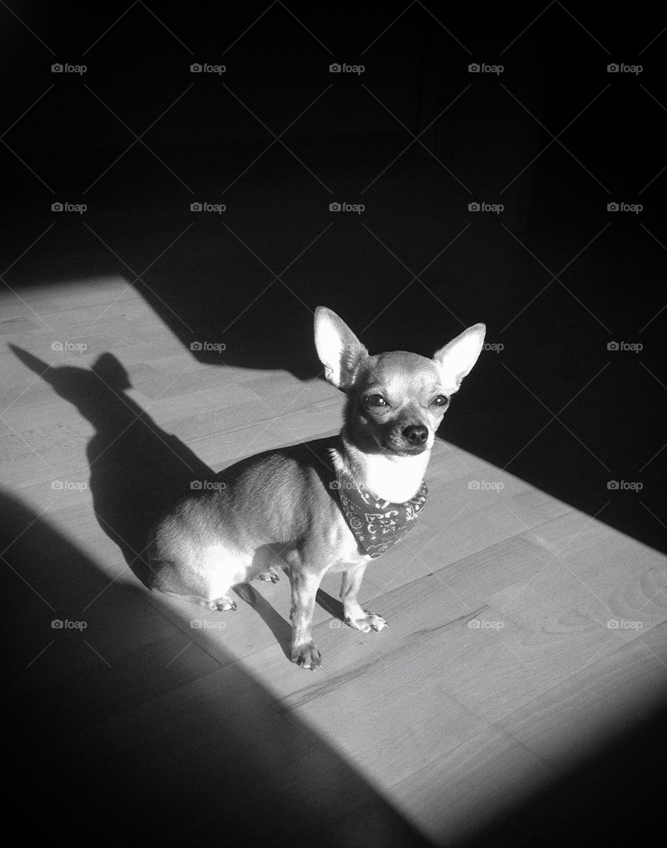 Portrait of a Chihuahua