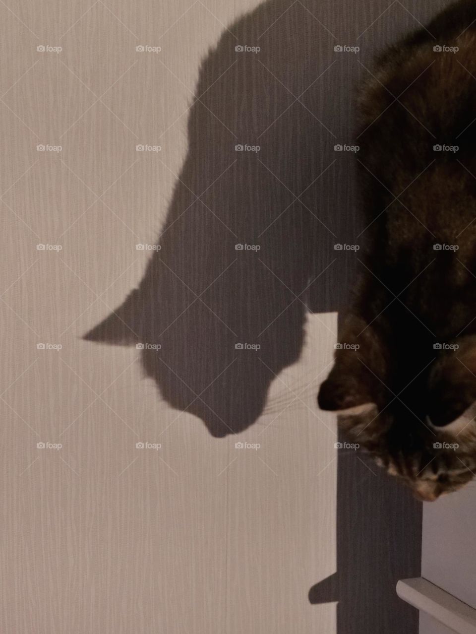 Cat shadow