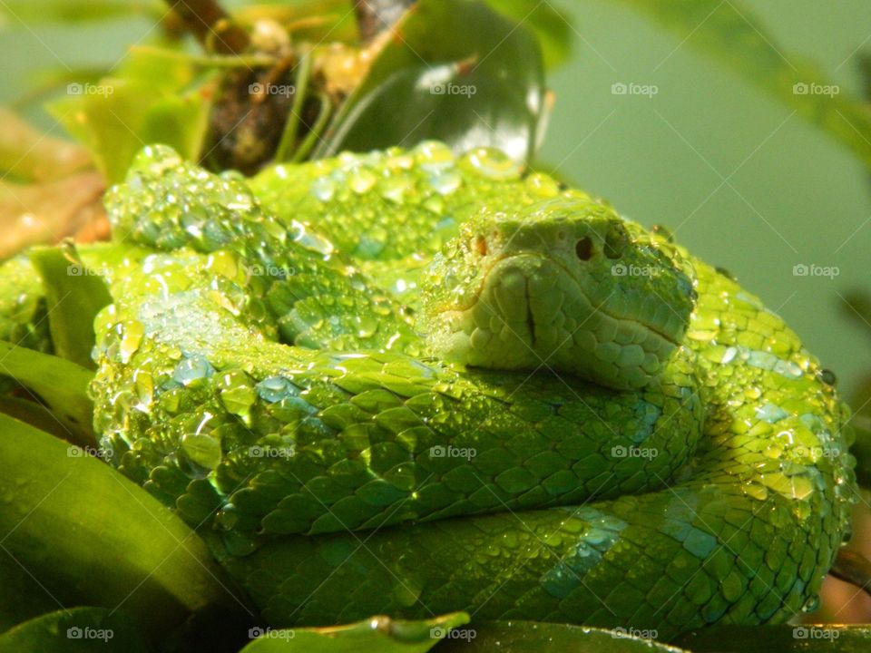 Green snake