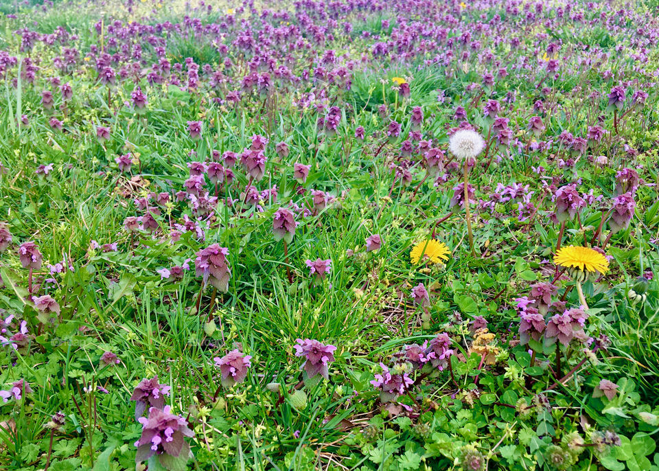 Spring wildflowers, Flushing, Queens