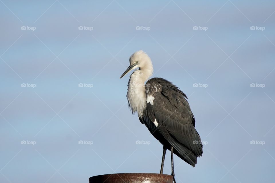 White necked heron