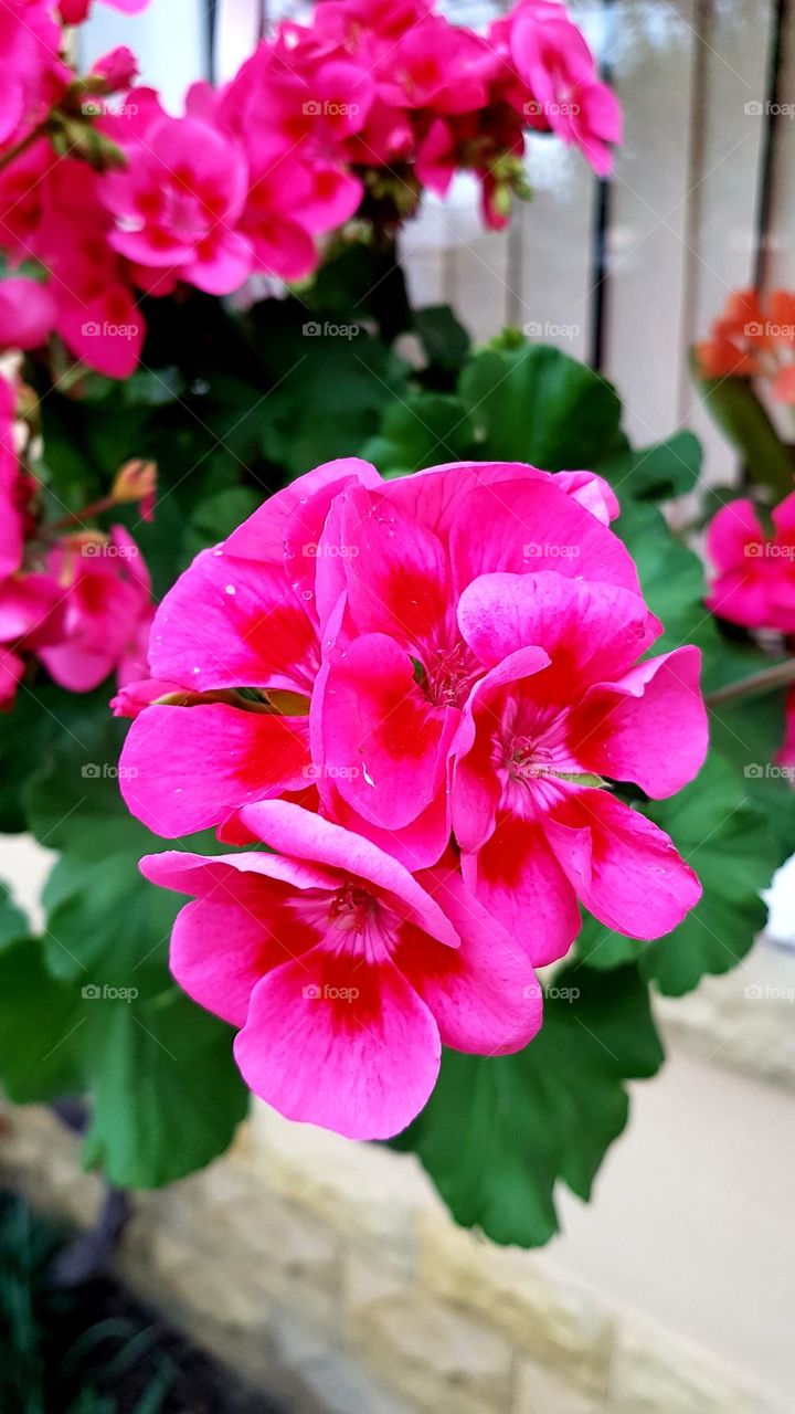 magenta flower